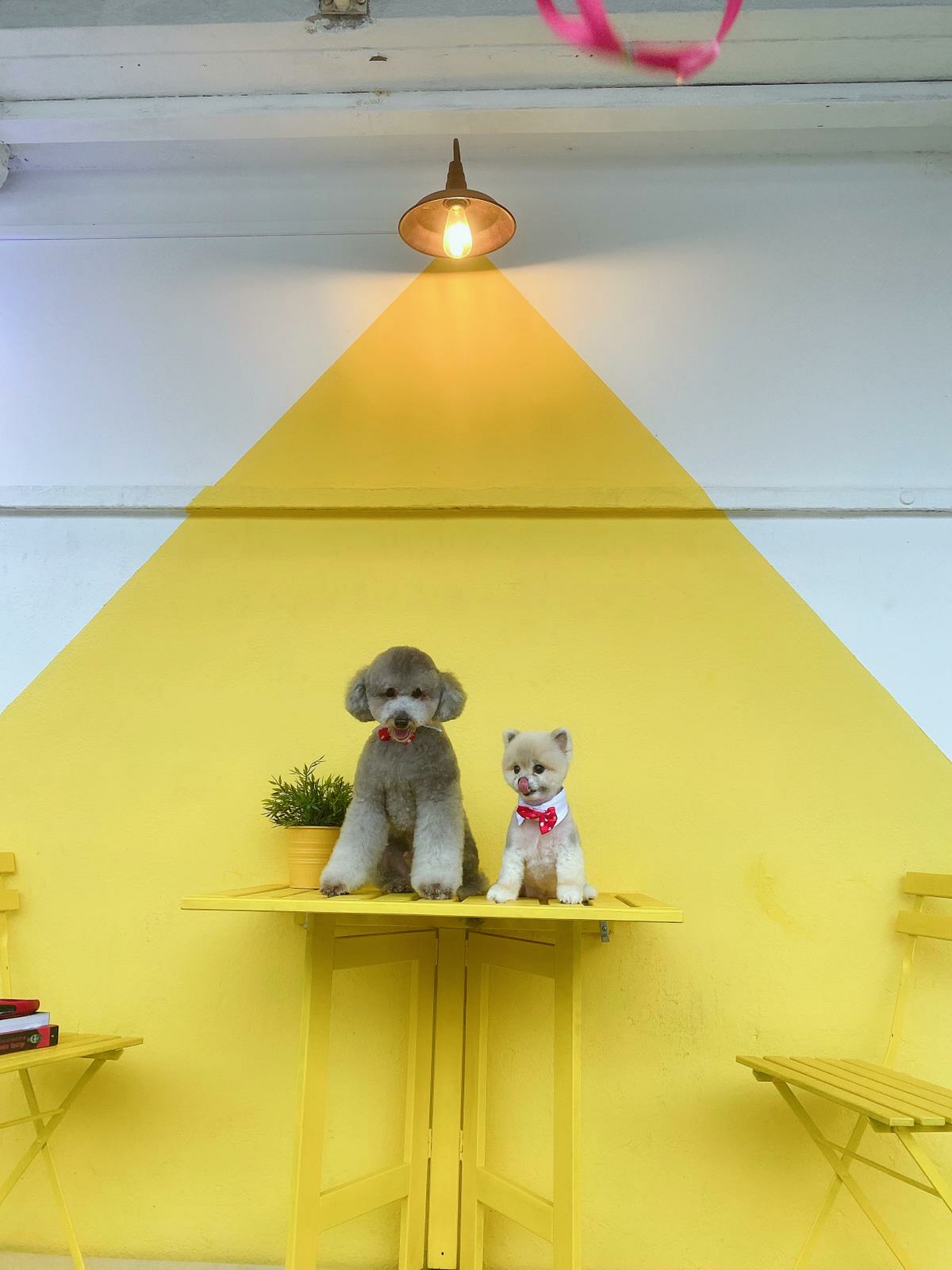 Mewtants & Woofs (Tiong Bahru)