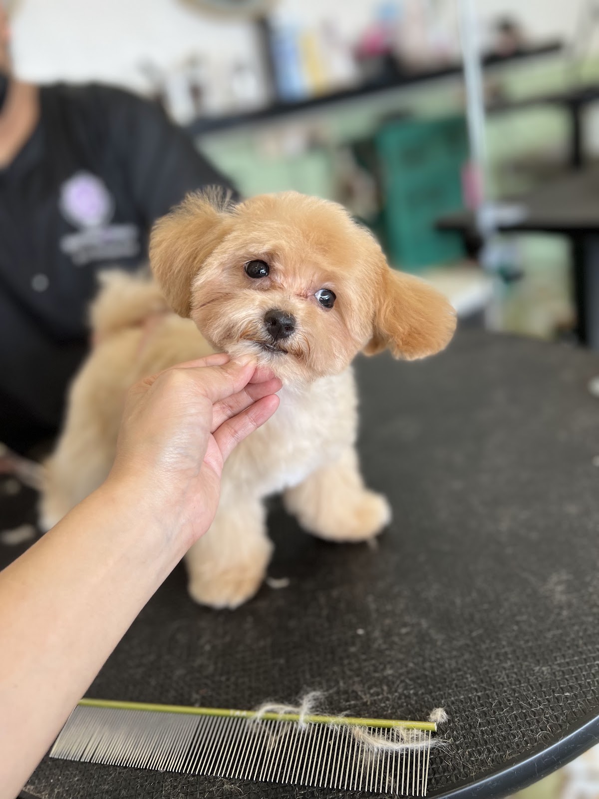 Mewtants & Woofs (Tiong Bahru)