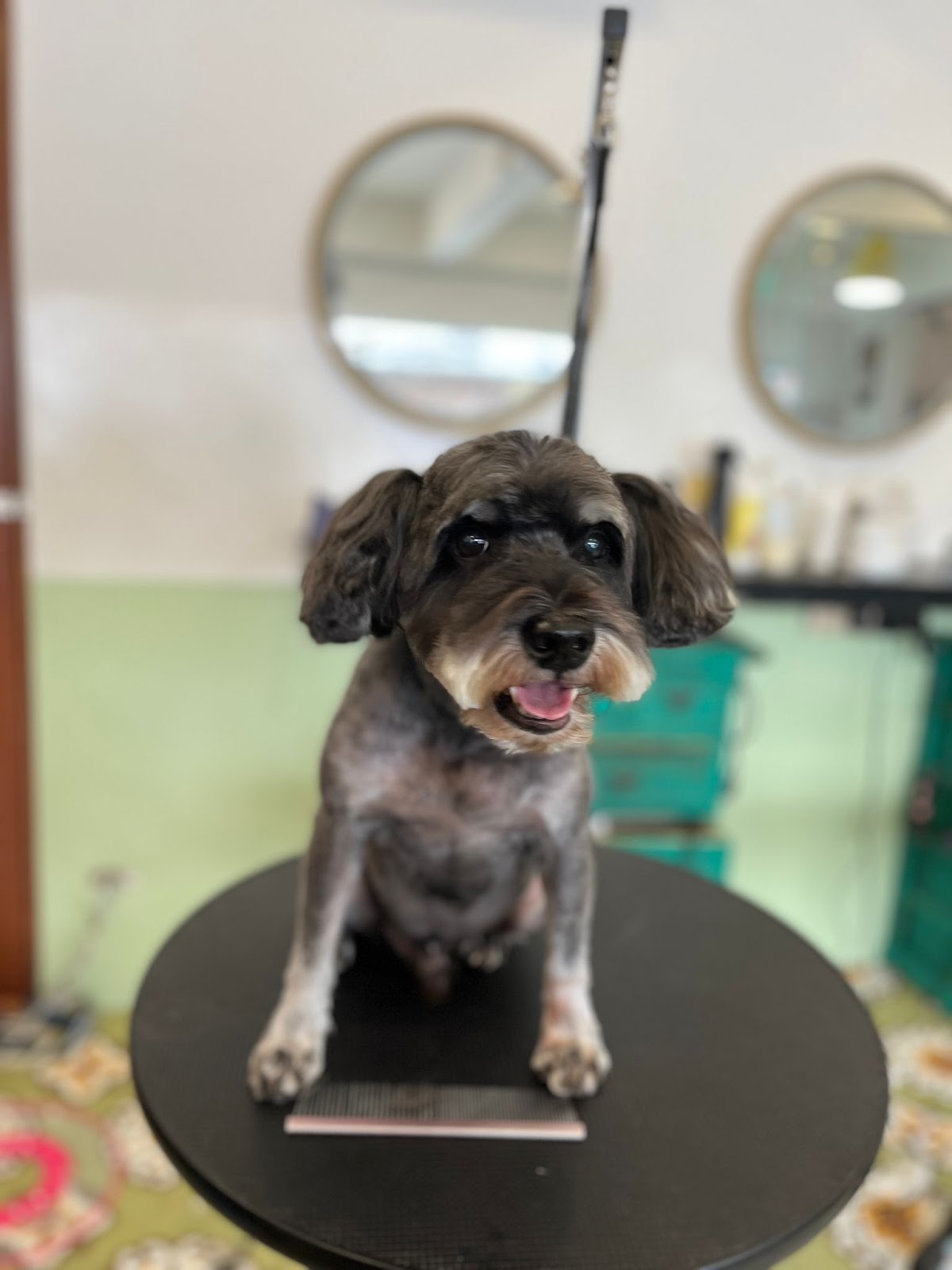 Mewtants & Woofs (Tiong Bahru)