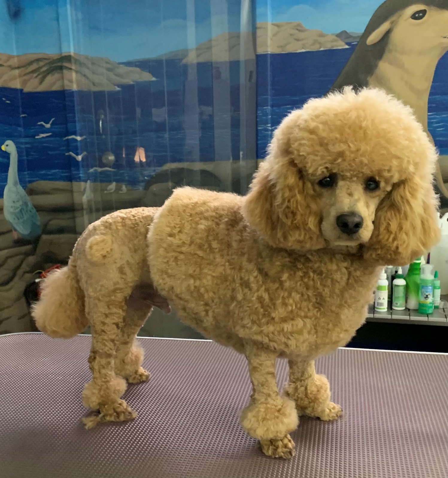 Doggy Wellness Esperance — Pet Groomers