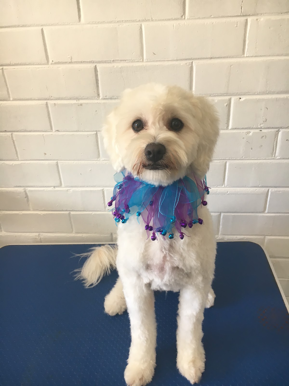 Groomers In The Heart — Pet Groomers