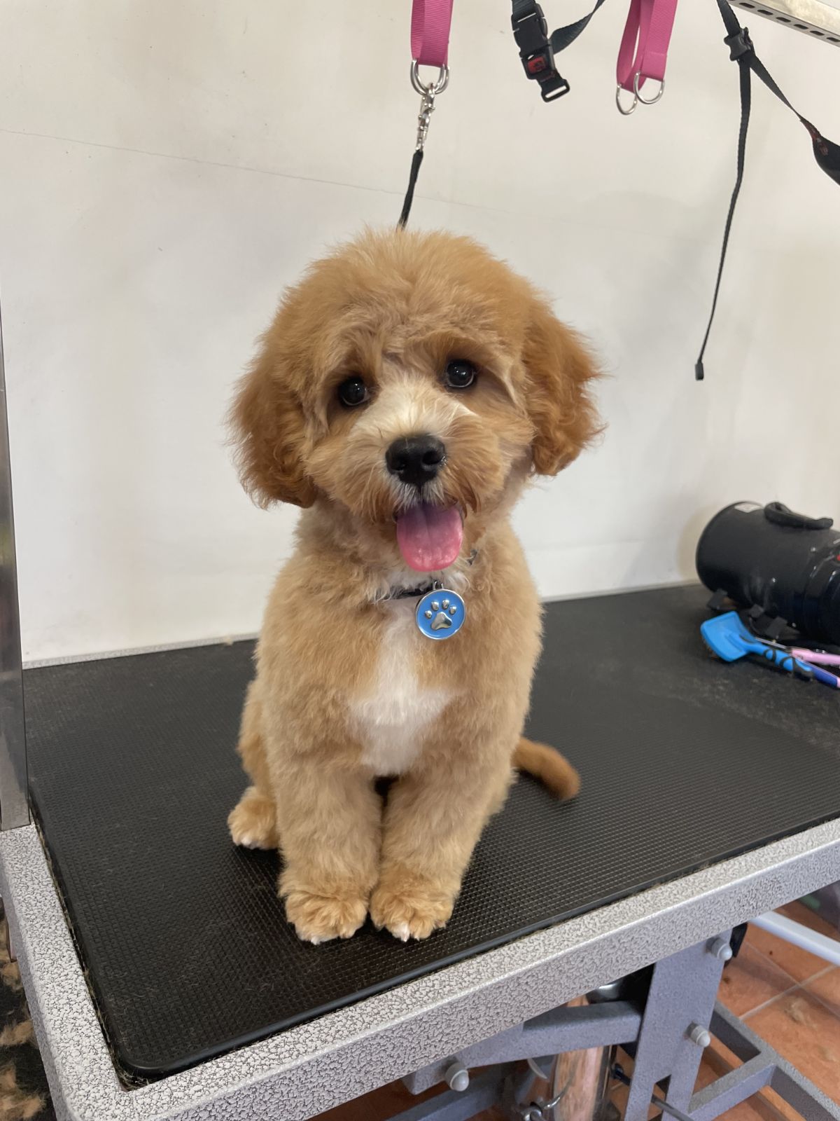 Sally's Pet Dog Grooming