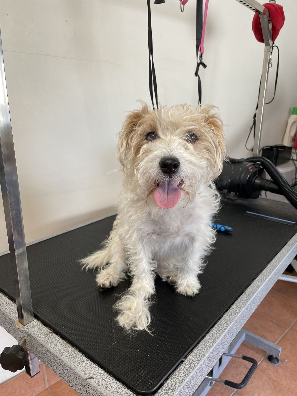 Sally's Pet Dog Grooming