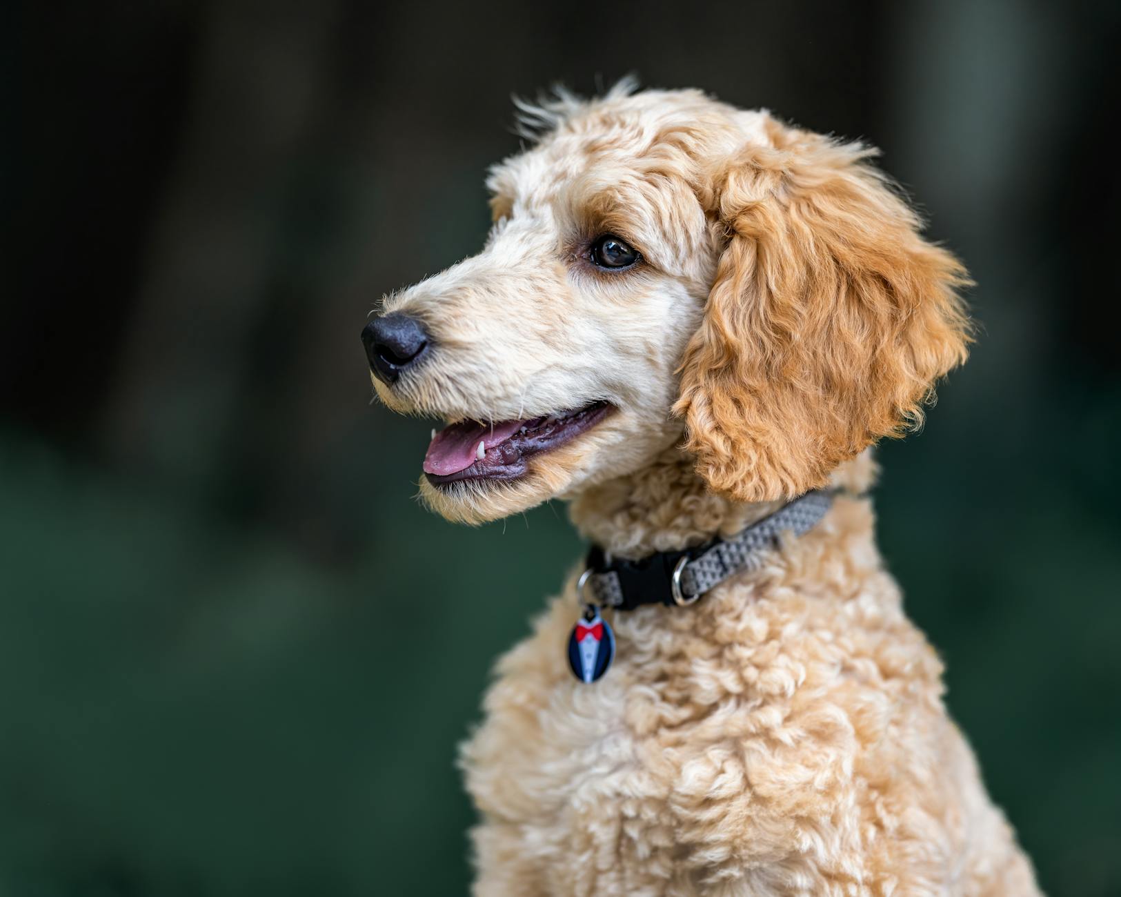 Sally's Pet Dog Grooming — Pet Groomers