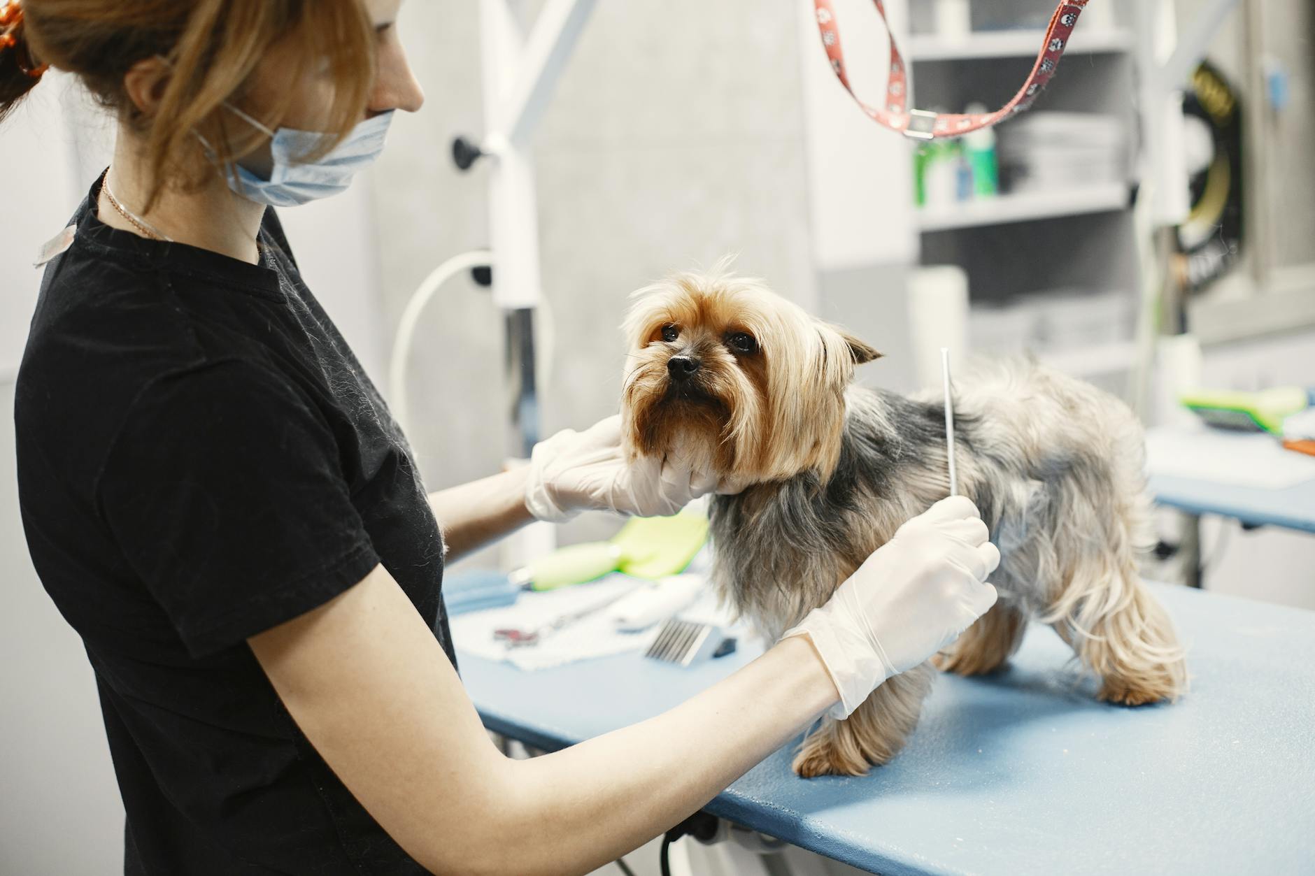 Sally's Pet Dog Grooming