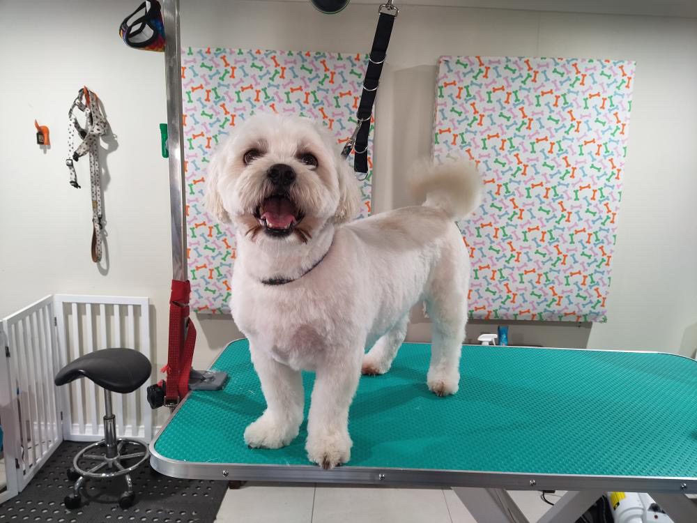 Darlings Dog Grooming