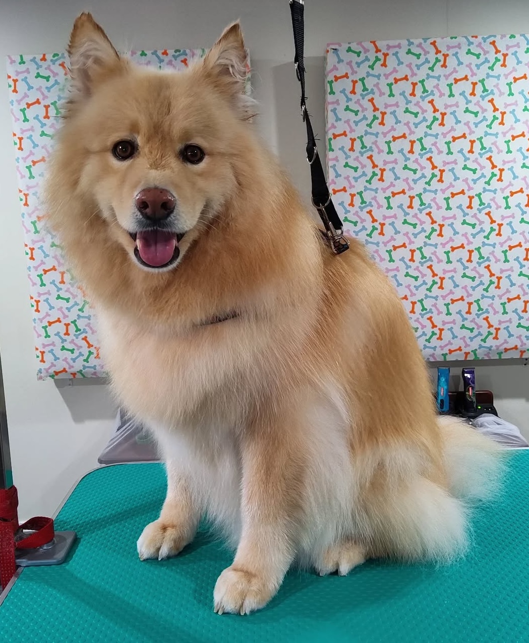 Darlings Dog Grooming