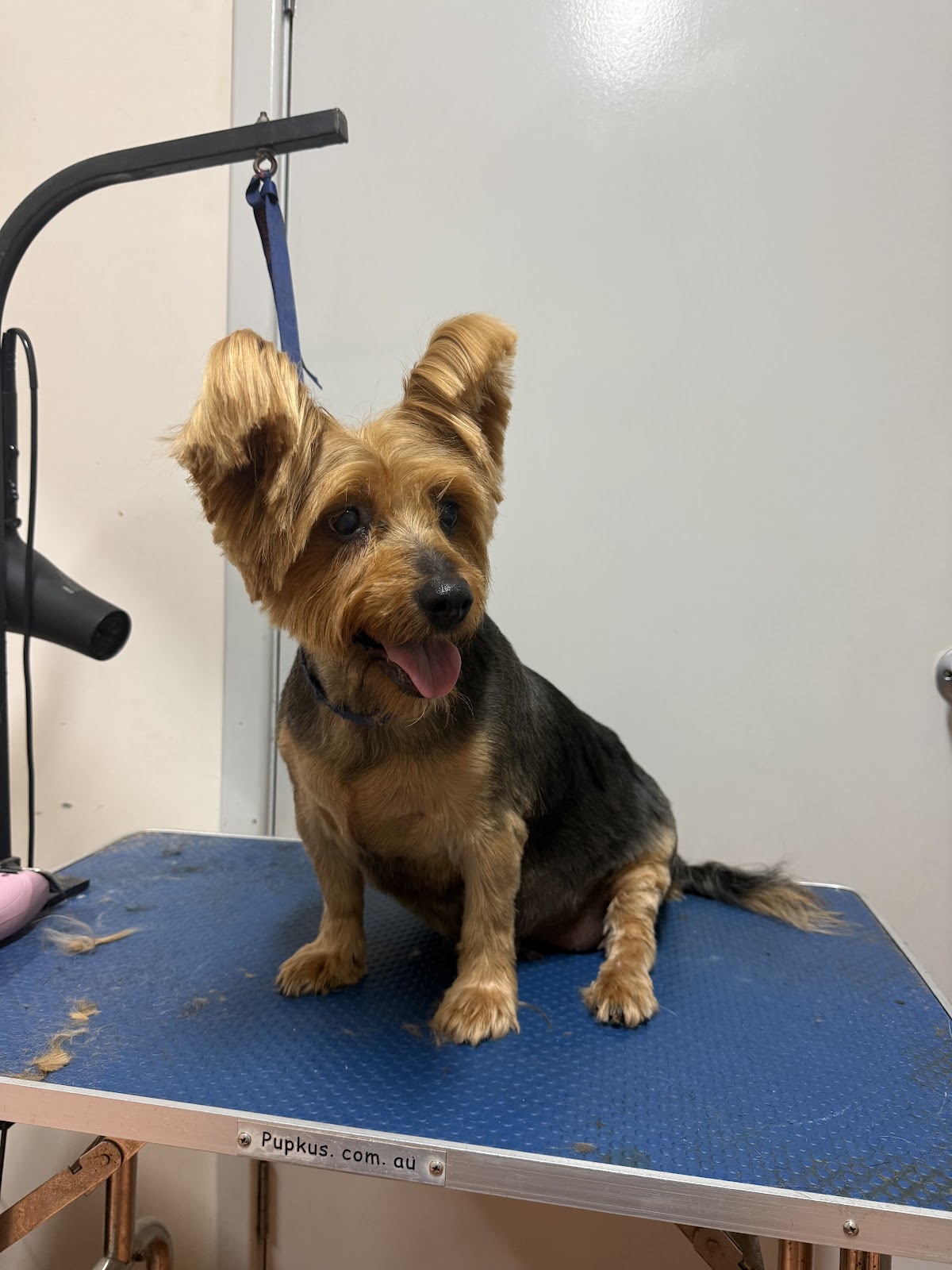 Salty Paws Dog Grooming Broome — Pet Groomers