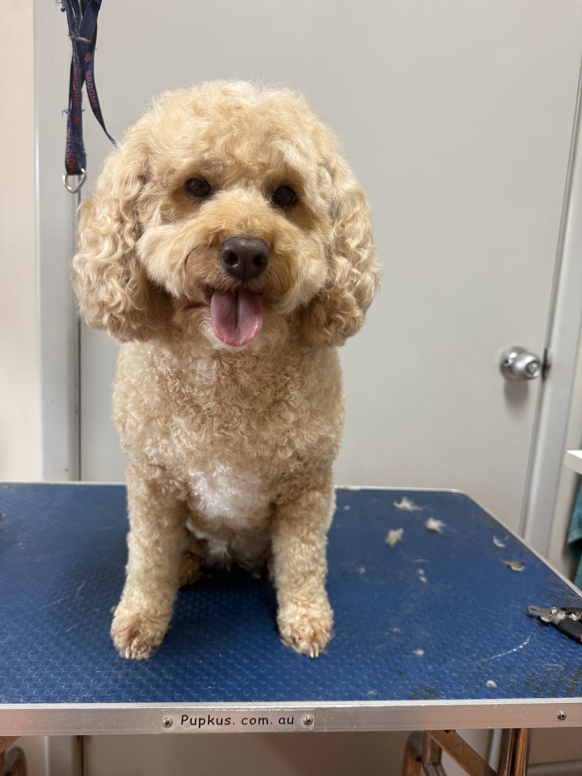 Salty Paws Dog Grooming Broome