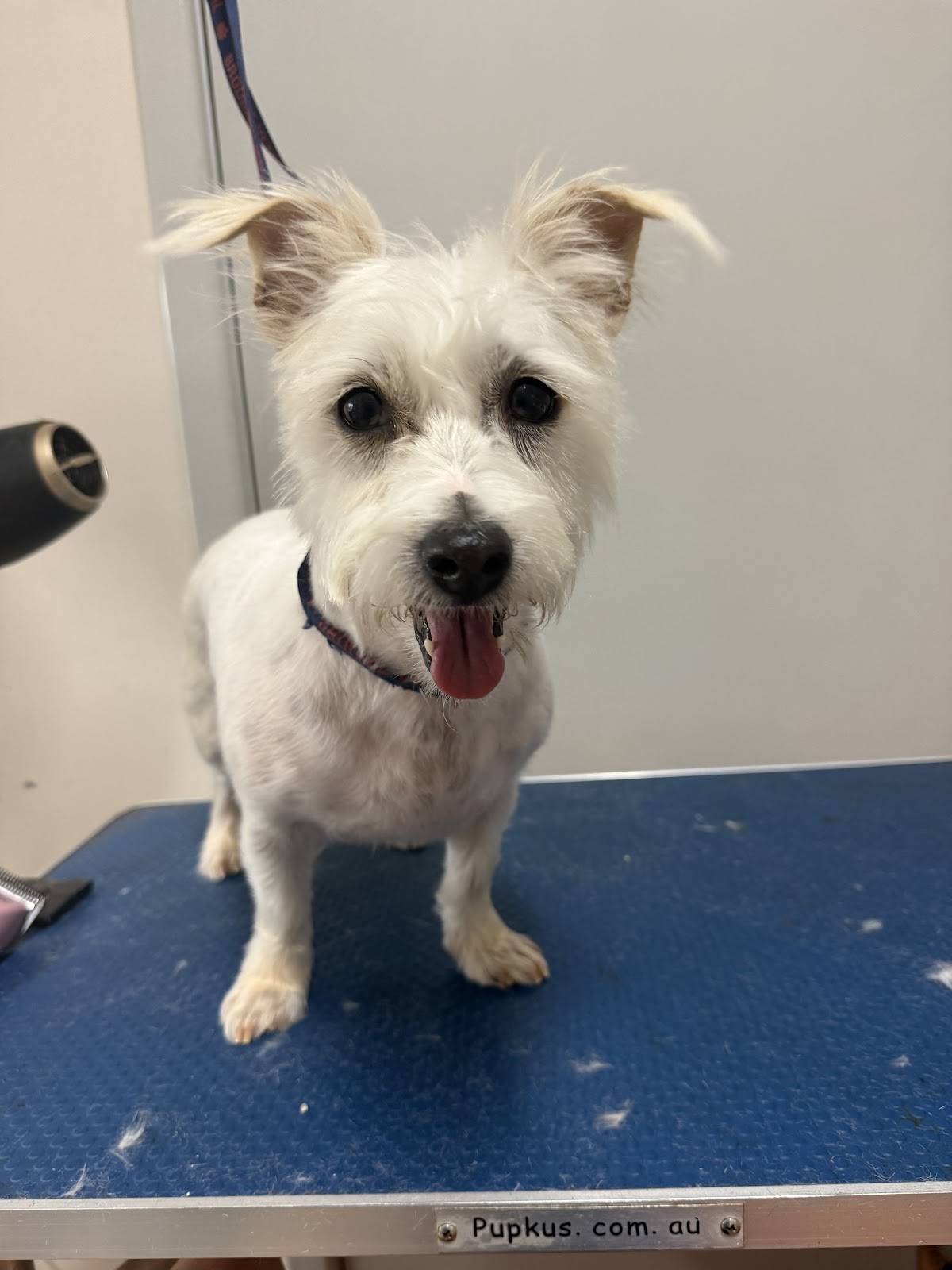 Salty Paws Dog Grooming Broome
