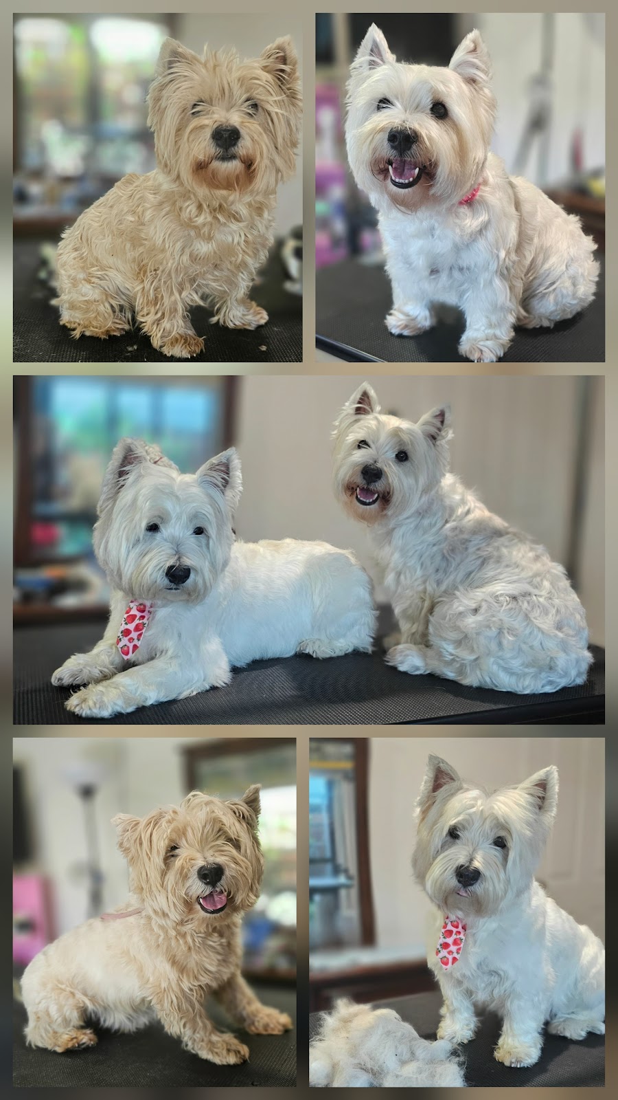 Salty Paws Dog Grooming Broome