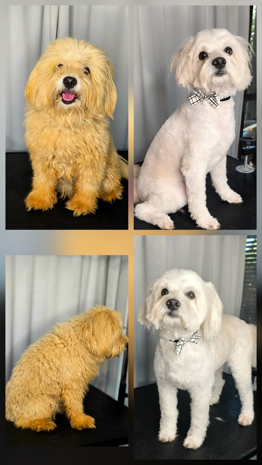 Salty Paws Dog Grooming Broome